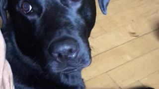 Black dog jumping on owner when owner talks