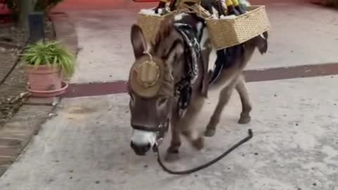 This donkey must be working hard, with all this stuff on his back