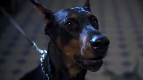 Angry dogs Doberman