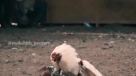 Cock fights hens