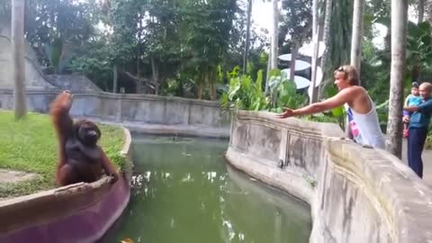 clever orangutan makes a fair trade with human