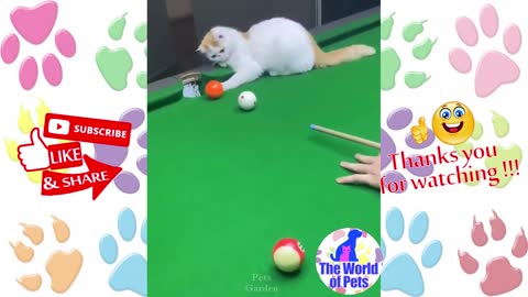 Cat, professional in snooker, very funny.
