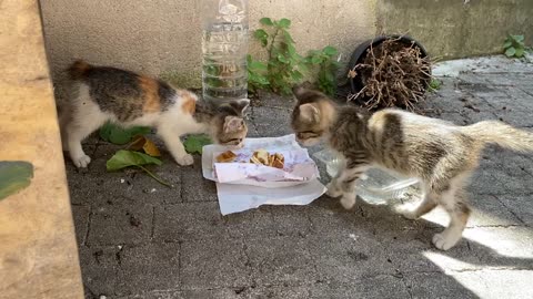 Poor hungry Kittens living on the street. I gave them food 😥