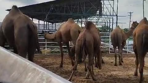 A camel farm