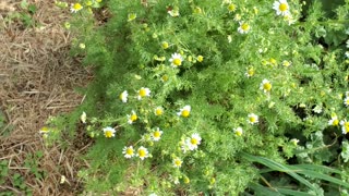 Chamomile Craziness and Ladybug Love!