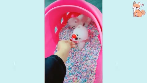 Funny cute TIKTOK Doggies