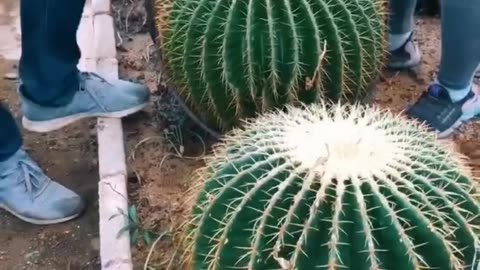 Moving Cactus Plant Need Skills #satisfying #short