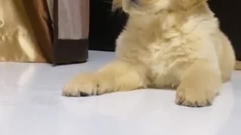 This golden retriever is tired...