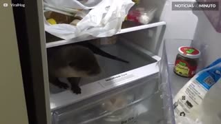 Lontra entra em geladeira em busca de comida