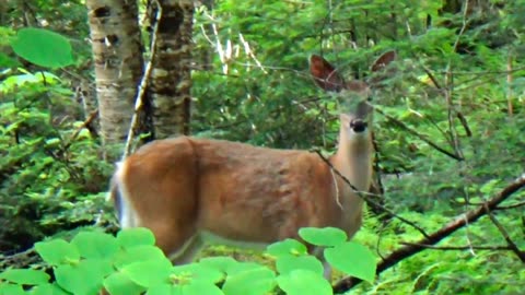 White-tailed deer