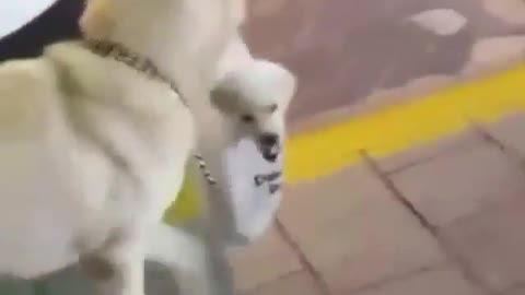 Smart shopping dog