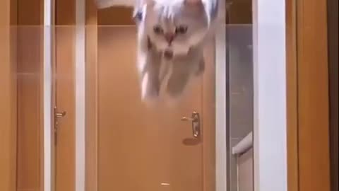 What a jump!!!! My sweet kitten,,,love you 😘😘😘😘