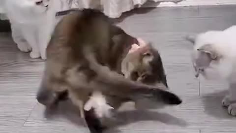 Funny Videos Lovely Cat