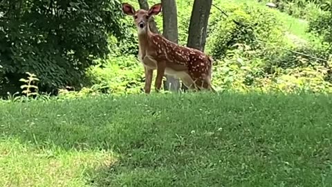 STALKED BY A BABY DEER