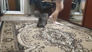 The cat bites by the legs