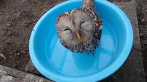 owl cooling off from the heat