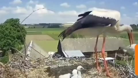 Heart-Wrenching Moment Mother Bird Throws her Chick out of Nest