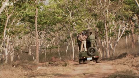 Tense Standoff with a Giant Elephant | BBC Earth