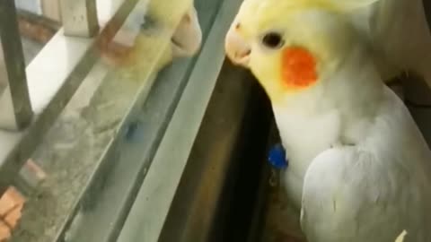 Funny parrot Cookie song parrot .Best funny video 2024