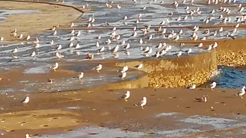 Birds relax at the coast