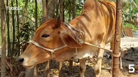 Have you ever heard the sound of a cow? Click on the video and hear the sound in a new way.