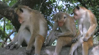Two Monkeys Family Meeting With Dad On Tree