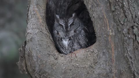 Eastern Screech Owl