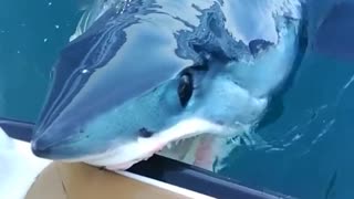 Shark leaves water to bite side of the boat