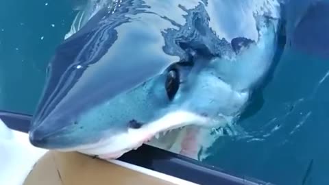 Shark leaves water to bite side of the boat