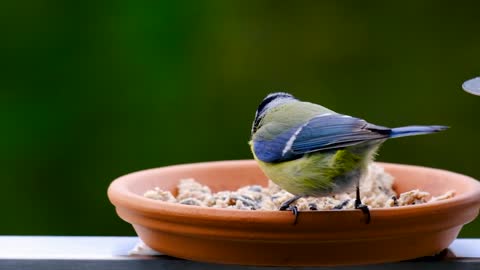 bird-blue-tit-tit-animal-songbird