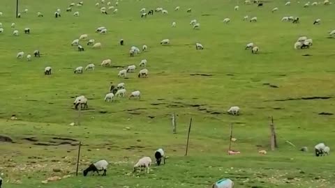 If you want to know the joys of herding sheep like this, please come and experience it