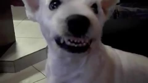 Irritated Dog Appears To Have An Evil Smile
