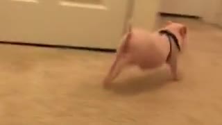 Pickle the Mini Pig can't contain his excitement