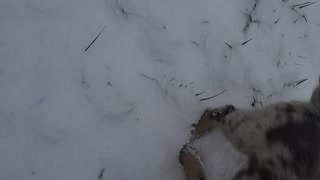 Cute puppy in snow