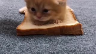 cat sandwich