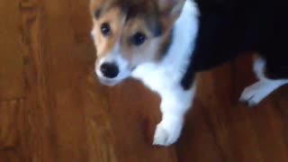 Corgi Puppy running laps indoors