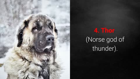 Top 10 strongest dog names - for male and female!