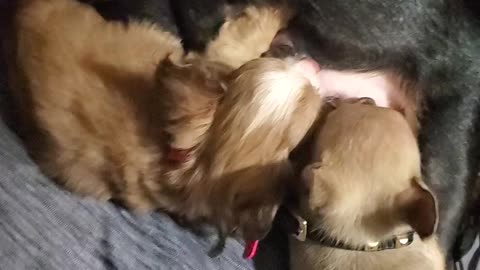 Tea-cup Chihuahua puppies eating dinner before bed (short video)