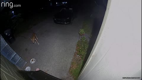 Cat Chases Away Coyote