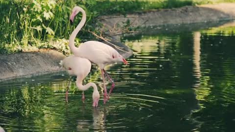 Flamants roses