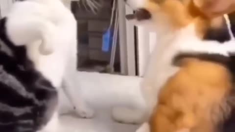 Dog🐕‍🦺 and Cat 🐈funny fight 👊😂