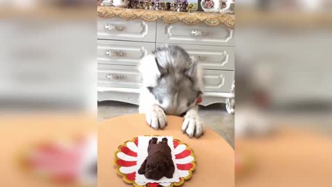 Dog reaction when cutting cake 🎂