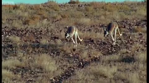 Hopping to Water | Big Red Roos | BBC Earth