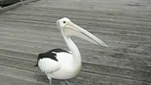 Pelican keeps nodding his head up and down