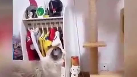 Funniest Animals 😂😂 Best Cats and Dogs Videos 🐶😸