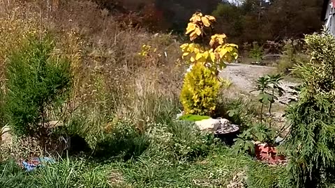 I'm assuming neighbors were hunting | The Rural Outdoors