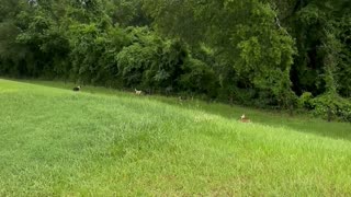 Aggressive Pack of Dogs Take Down Baby Deer