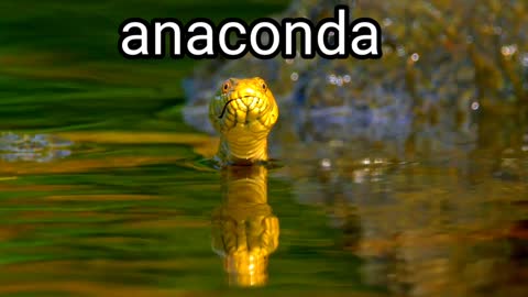 anaconda,Snake video,Sanp in real life 🐉