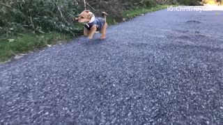 Brown puppy running on sidewalk in slow motion