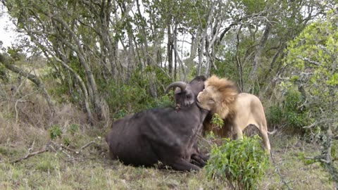 Lion killing a female buffalo #rumble #viral